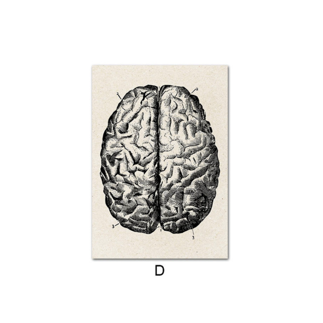 LX Human Anatomy Brain Poster Print [20X25cm, No Frame]