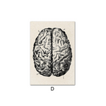 Human Anatomy BRAIN Poster Print [20x25cm, NO Frame]