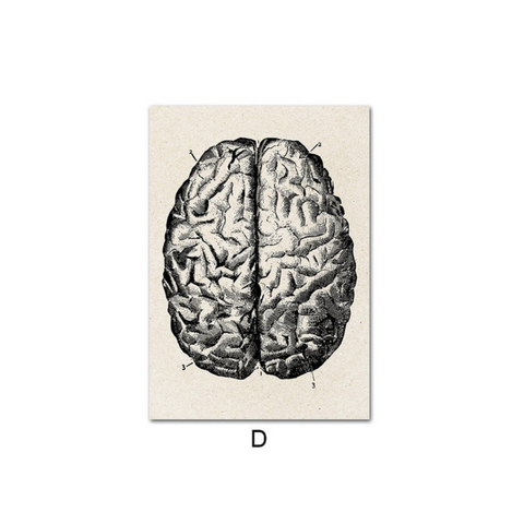 Human Anatomy BRAIN Poster Print [20x25cm, NO Frame]