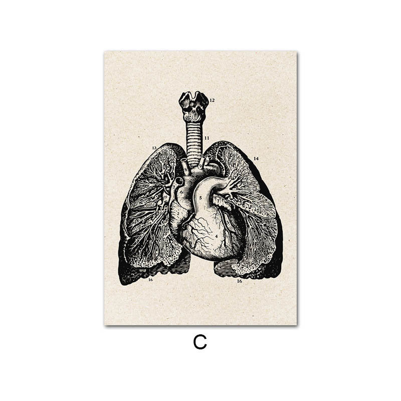 LX Human Anatomy Hearts And Lungs Poster Print [20X25cm, No Frame]