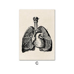 Human Anatomy HEARTS AND LUNGS Poster Print [20X25cm, NO Frame]
