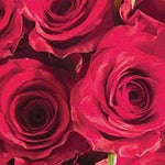 Mob ROSES ARE RED Griptape 9x33"